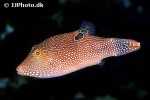 canthigaster petersii