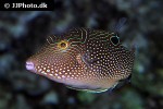 canthigaster petersii