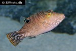 canthigaster petersii