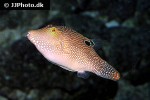 canthigaster petersii