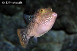 canthigaster petersii