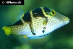 canthigaster valentini