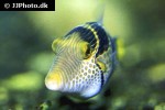 canthigaster valentini