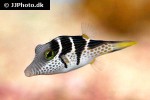 canthigaster valentini