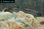 antaresia childreni   spotted python  