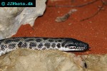 antaresia childreni   spotted python  