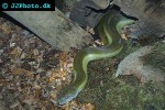 apodora papuanus   papuan water python  