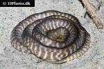 aspidites ramsayi   woma python  