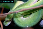 leiopython albertisii   whitelipped python  