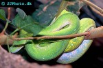 leiopython albertisii   whitelipped python  