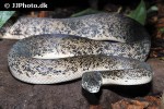 liasis mackloti savuensis   savu python  