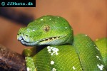 morelia viridis   green tree python  