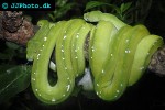 morelia viridis   green tree python  