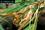 pyhton molurus pimbura   ceylon python  