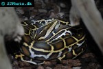 python molurus bivittatus   burmese python  