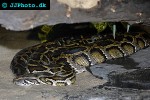 python molurus bivittatus   burmese python  