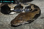 python reticulatus   reticulated python  