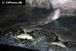 python reticulatus   reticulated python  