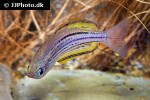 melanotaenia sahulensis melanotaenia sahulensis