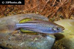 melanotaenia sahulensis melanotaenia sahulensis