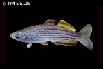 melanotaenia sahulensis melanotaenia sahulensis