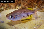 melanotaenia sahulensis melanotaenia sahulensis