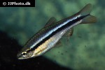 rasbora cf patrickyapi rasbora cf patrickyapi