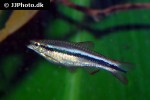 rasbora cf patrickyapi rasbora cf patrickyapi