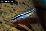 rasbora cf patrickyapi rasbora cf patrickyapi
