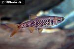 rasbora vulcanus rasbora vulcanus