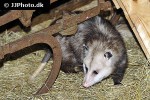 didelphis virginiana   virginia opossum  