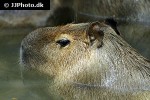 hydrochoerus hydrochaeris   capybara  