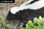 mephitis mephitis   striped skunk  