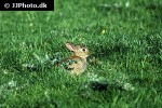 oryctolagus cuniculus   european rabbit  
