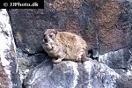 procavia capensis   rock hyrax  