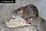 rattus norvegicus   brown rat  
