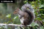 sciurus carolinensis   eastern gray squirrel  