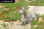 sciurus carolinensis   eastern gray squirrel  