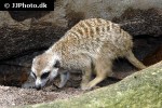 suricata suricatta   meerkat  