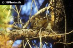 tamiasciurus hudsonicus   american red squirrel  