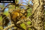 tamiasciurus hudsonicus   american red squirrel  