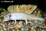 ambystoma mexicanum   albino axolotl  