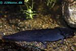 ambystoma mexicanum   axolotl  