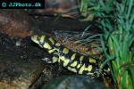 ambystoma tigrinum   tiger salamander  