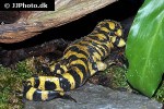 ambystoma tigrinum   tiger salamander  