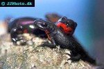 cynops orientalis   chinese fire belly newt  