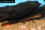 pachytriton brevipes   paddle tail newt  