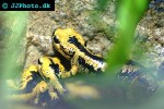 salamandra salamandra bernardezi   bernardezi fire salamander  