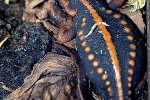 tylototriton shanjing   mandarin salamander  