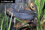tylototriton verrucosus   crocodile newt  
